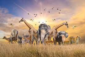 safari animals
