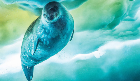 Weddell seal under antarcic ice